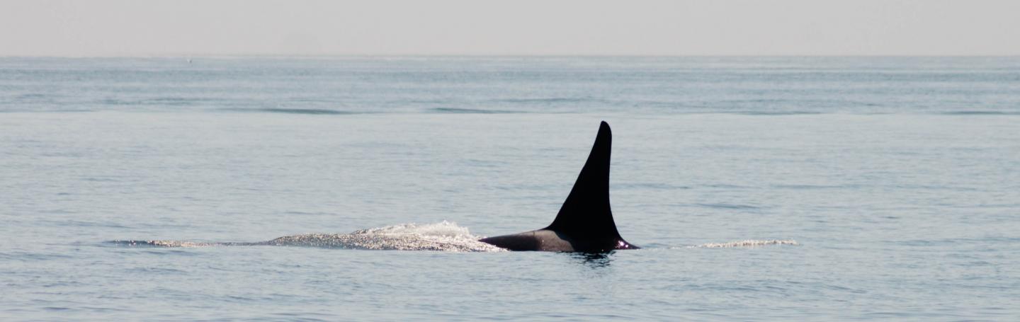 Orca whale Orca whale