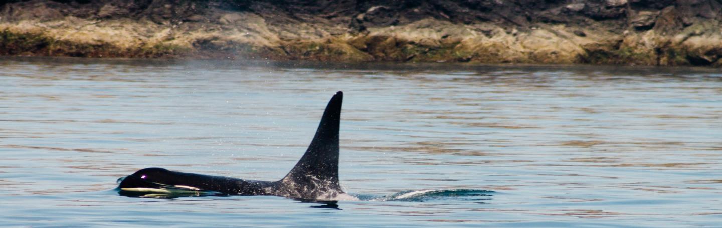 Adult Male Surfacing Adult Male Surfacing