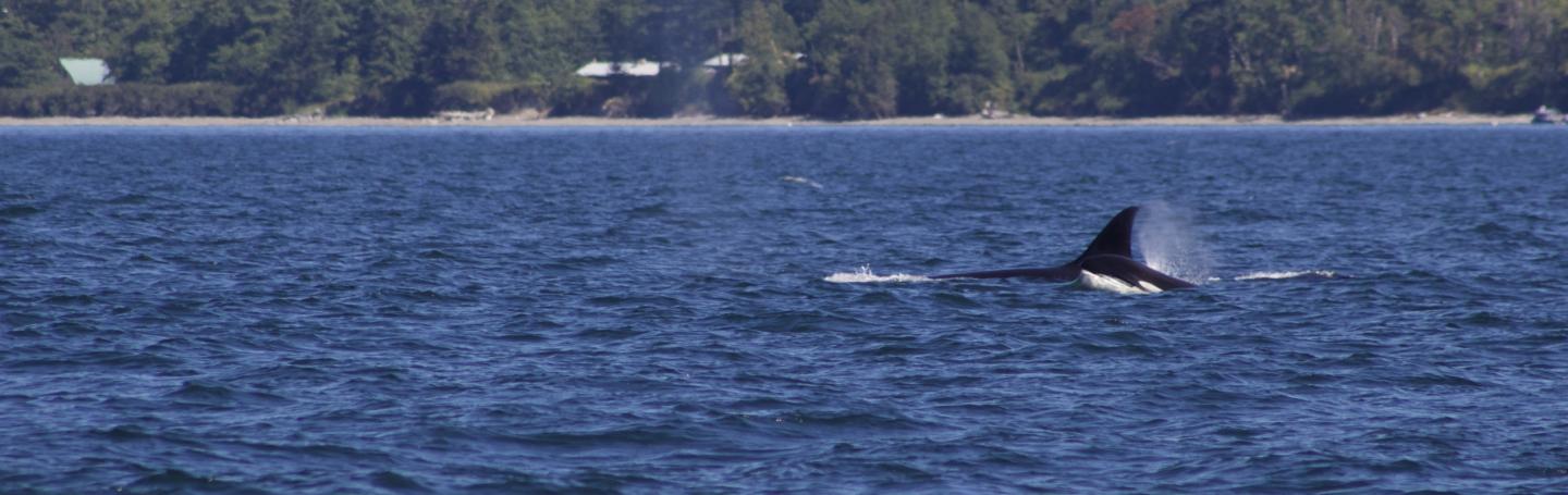 Transient Orcas swimming through San Juan Channel Transient Orca