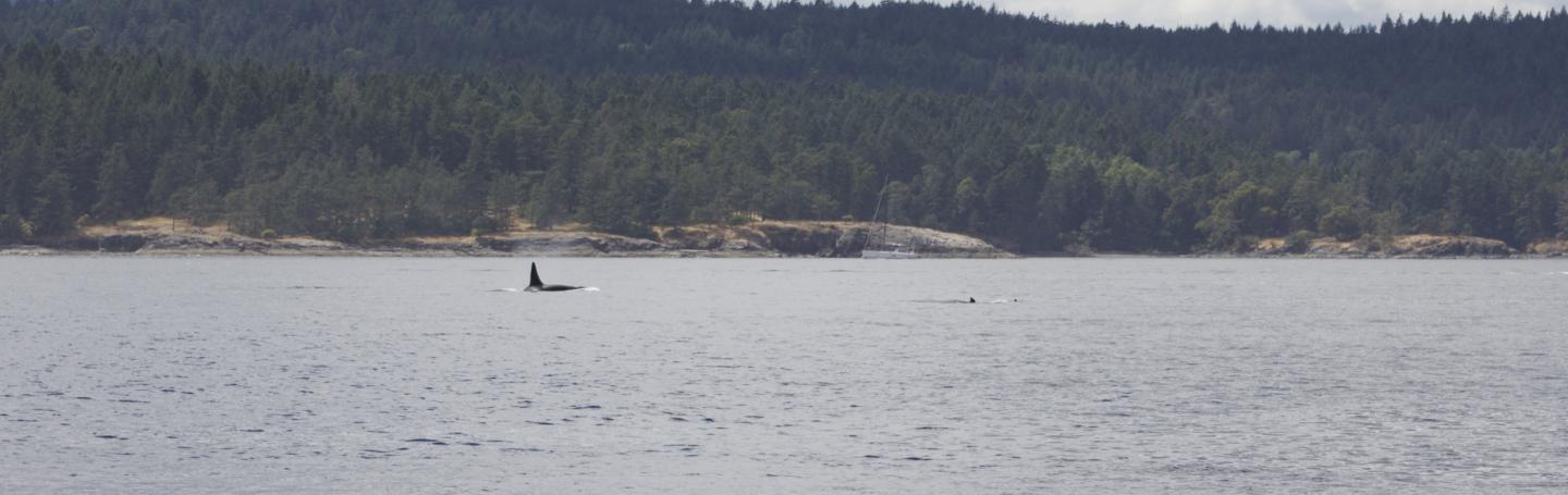 T37A's and T51 swimming Transient Orca