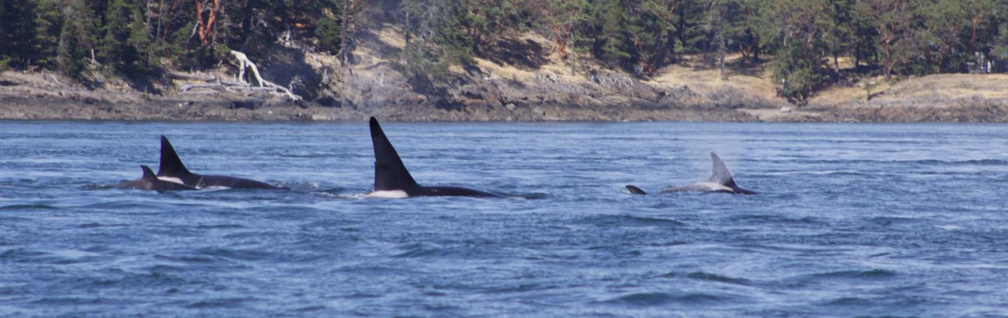 Transient Orcas swimming through San Juan Channel Transient Orcas