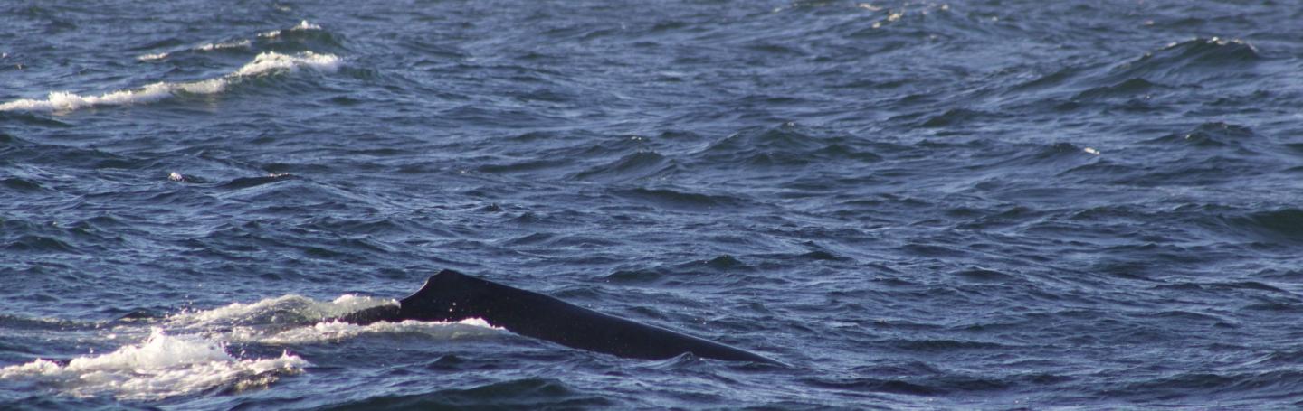 Hydra the Humpback Whale swims with calf in the Strait of Juan de Fuca Humpback whale dorsal fin