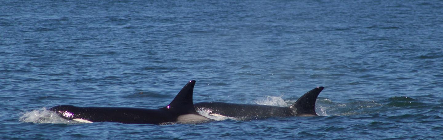 T30 and T30B swimming Transient Orcas