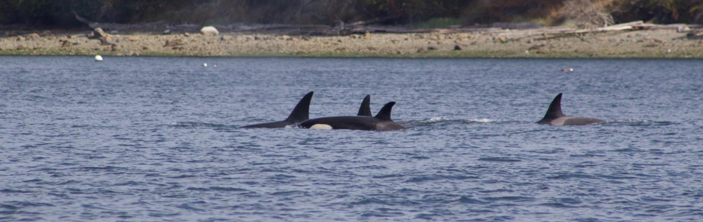 T046B's Transient Orcas