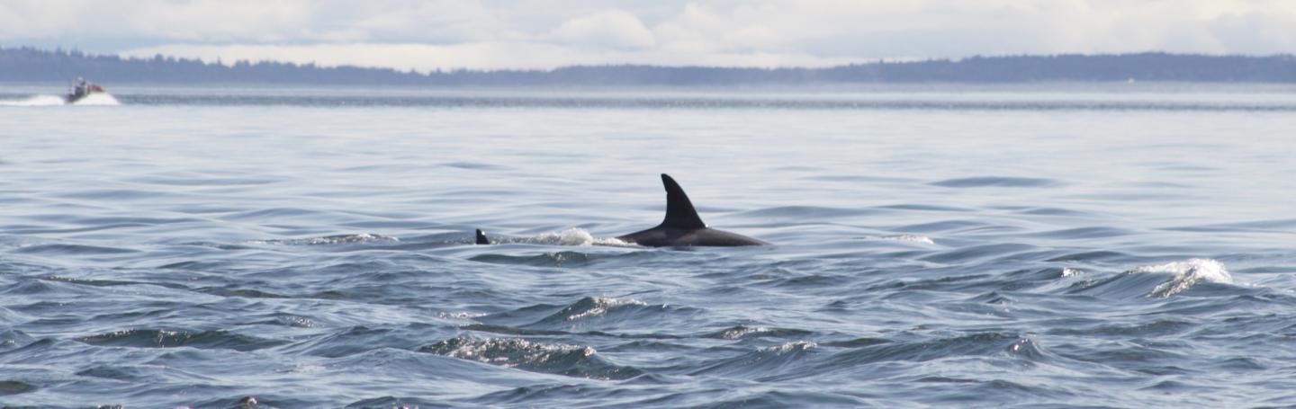 T046B's Transient Orcas