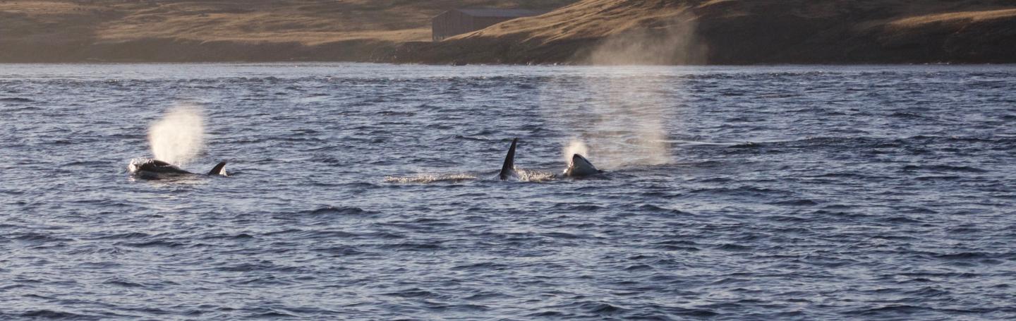 Transient Orcas swimming through Spieden Channel Transient Orcas