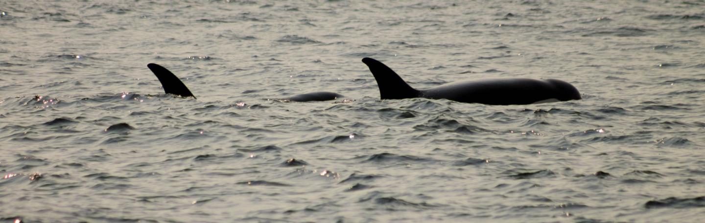 Transient Killer Whales Transient orcas travelling together in their family pod.