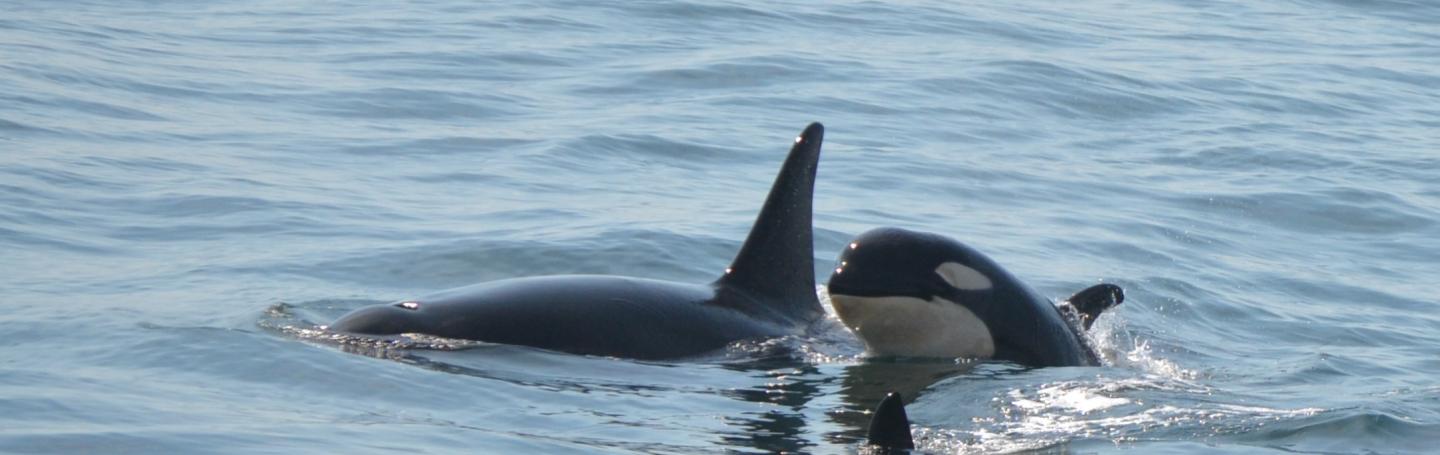 Southern Resident Killer Whale Calf Orcas J52 Sonic & Mother J36 Alki