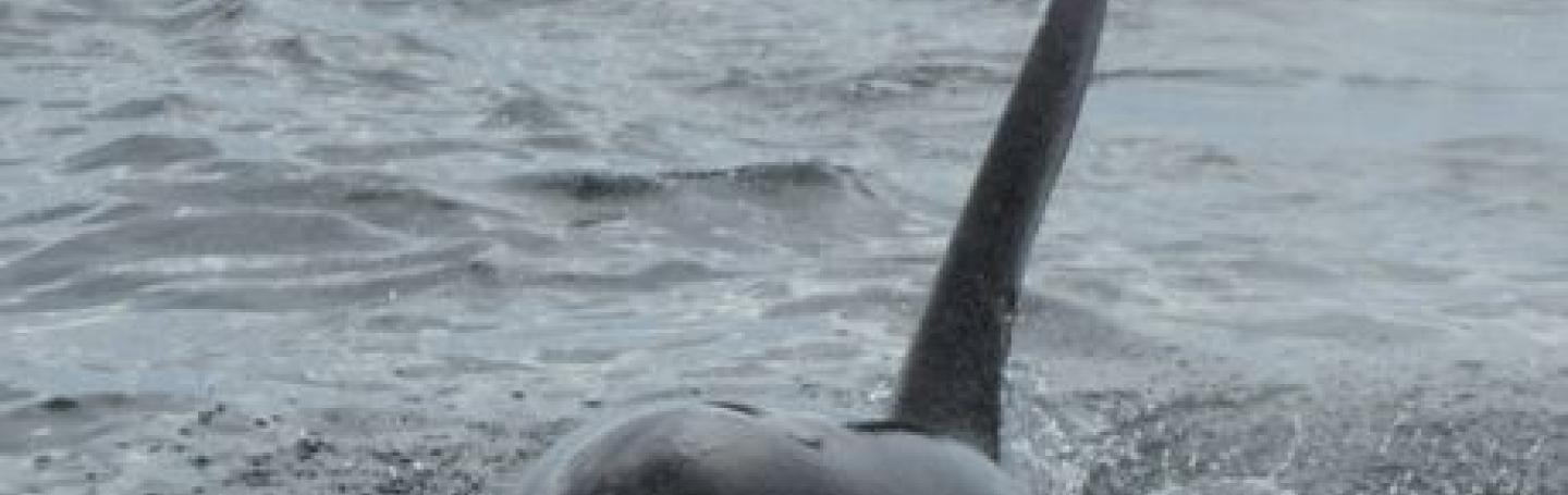 Transient Orcas in the Salish Sea Killer Whales in Boundary Pass