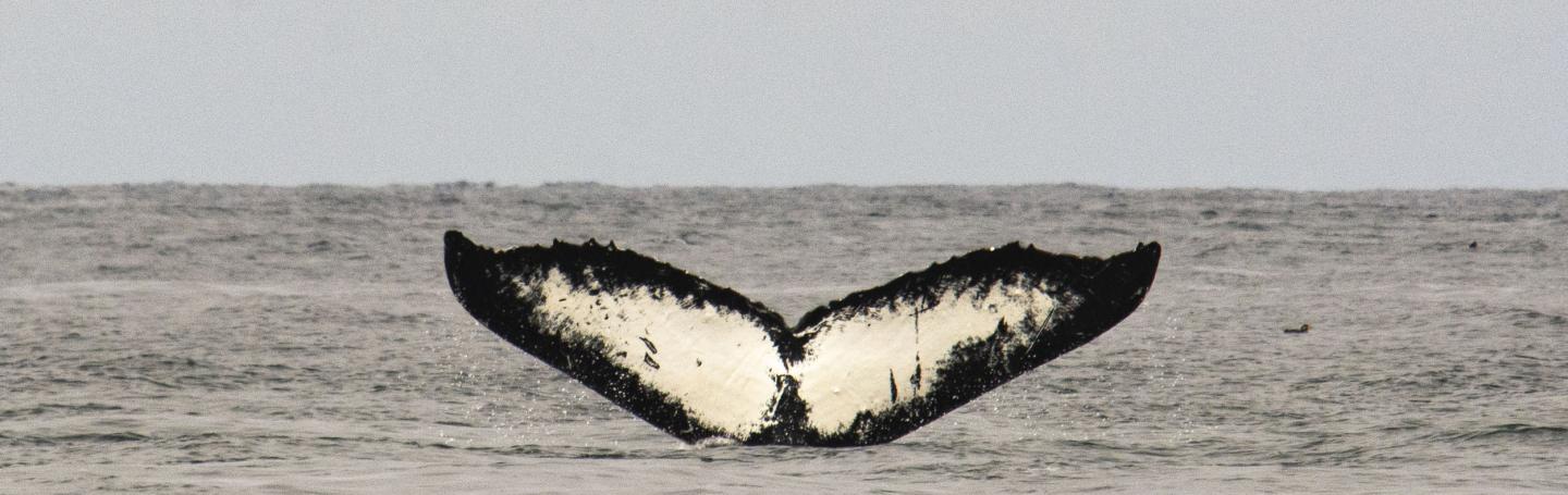 Humpback Whale Humpback Tail Fluke