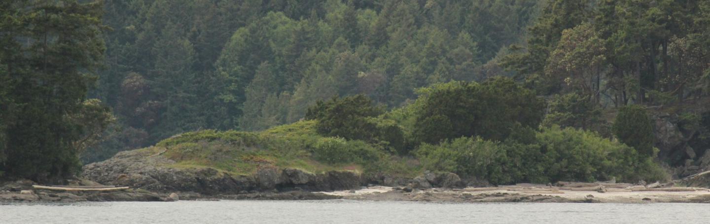 Orca Whales traveling near Patos Island Two Bigg's Killer Whales in the Salish Sea