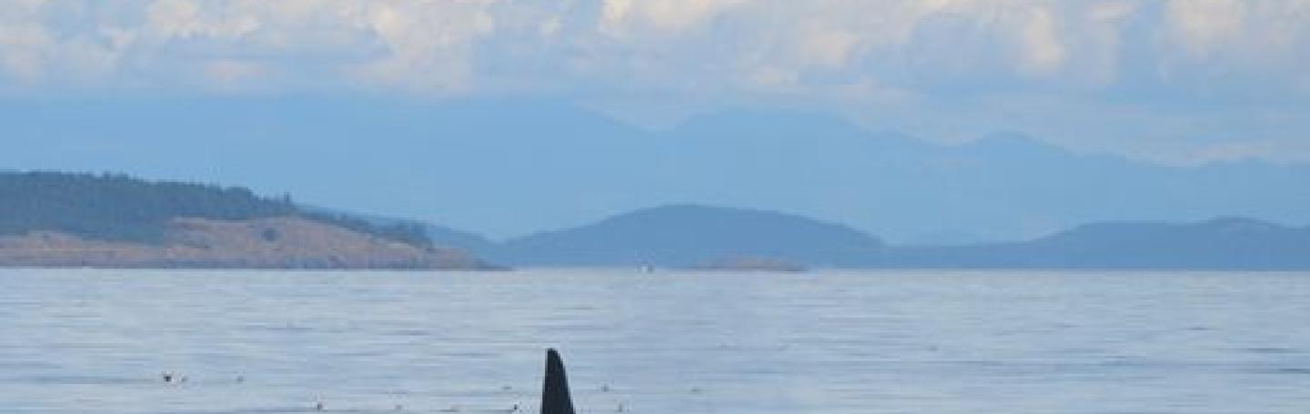 Lone Bigg's Killer Whale