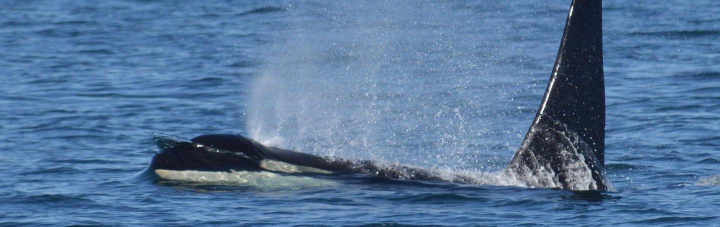Southern Resident Killer Whale Southern Resident Killer Whale