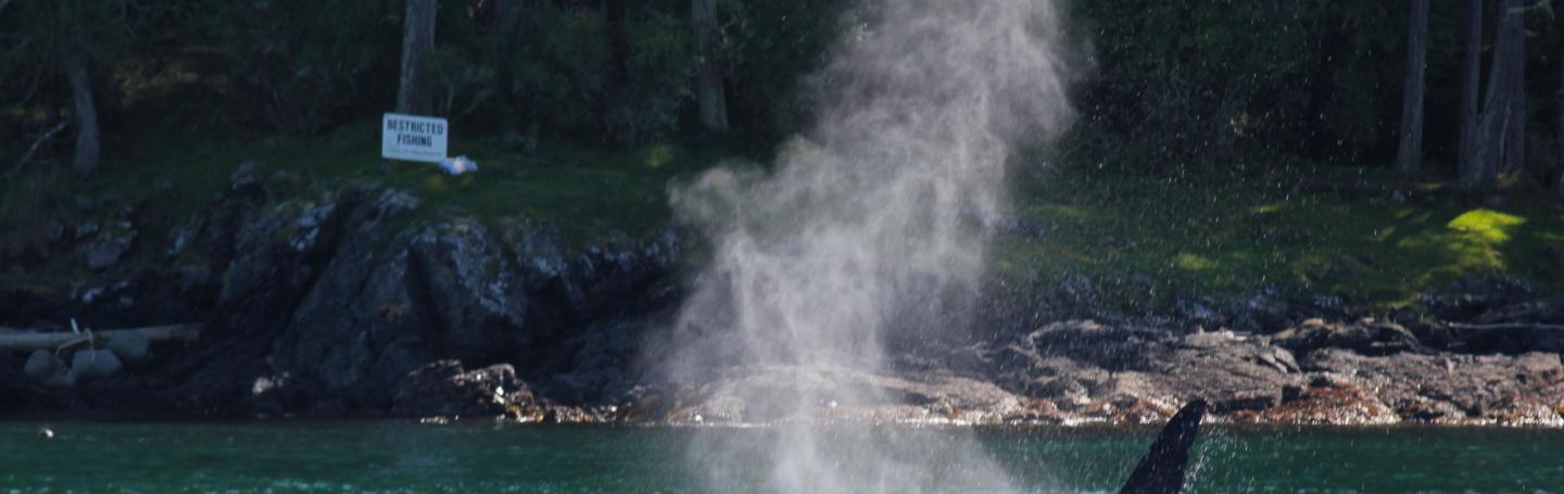Transient Orcas near San Juan Island Bigg's Killer Whales in the Strait of Juan de Fuca