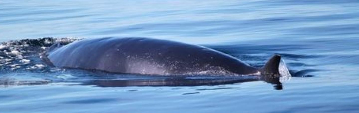Minke Whale feeding