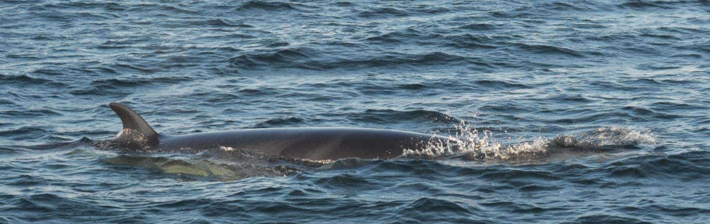 Minke Whale