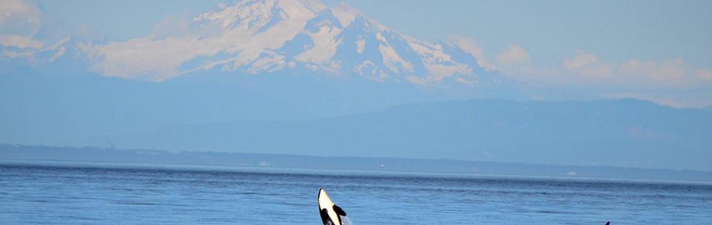 Orca whale with Mt. Baker Mt. Baker with breaching orca whale