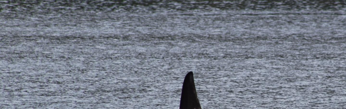 T137A, a male BIgg's (Transient) Orca hunts in Lopez Sound Bigg's male orca