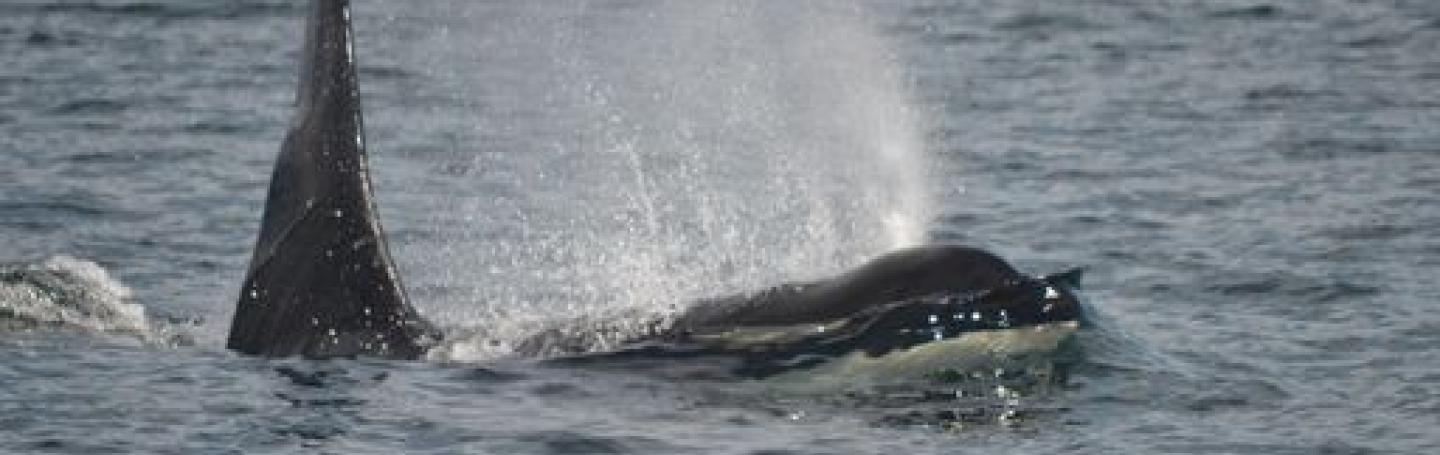 Killer whale surfacing