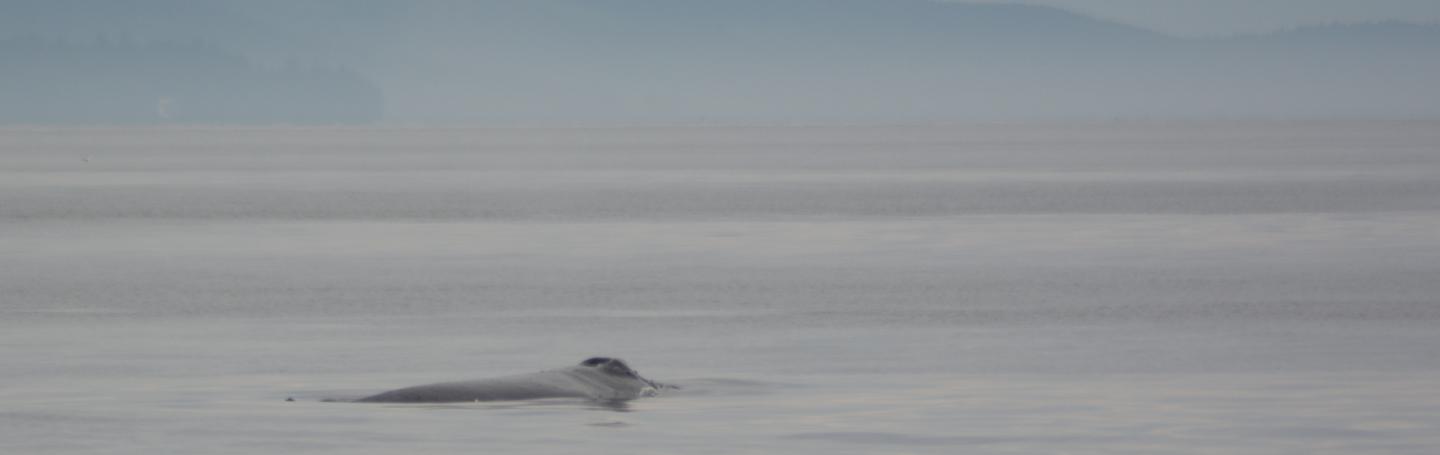 Humpback whale in delicate light Humpback whale surfacing