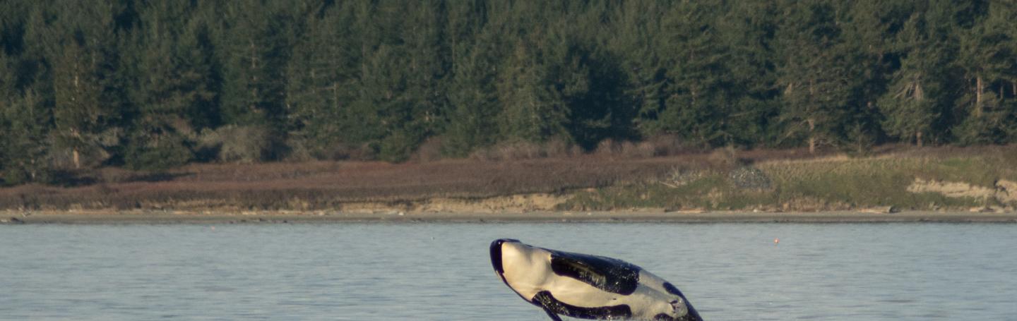 Breaching Orca near San Juan Island Orca Breaches