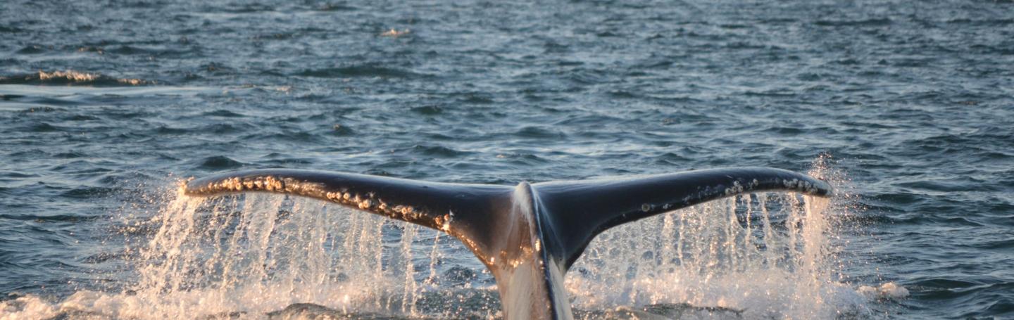 Humpback whale Humpback whale