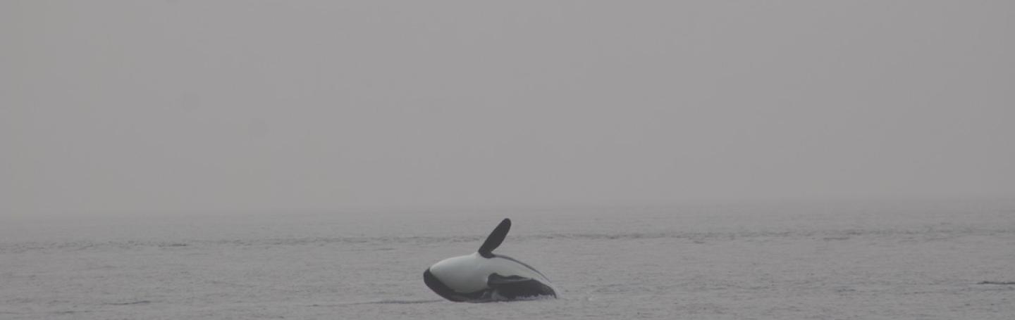 Breaching Orca in Strait of Georgia P/C. Olivia Esqueda