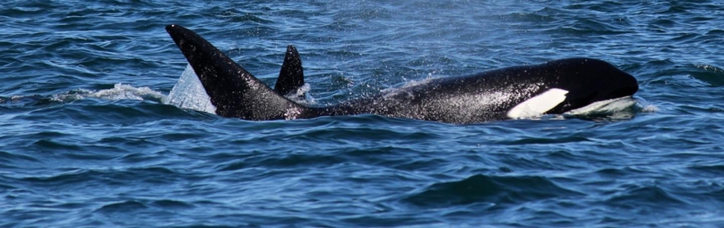 Bigg's Killer Whales Swim Salish Sea Bigg's Killer Whales Visit Stuart Island