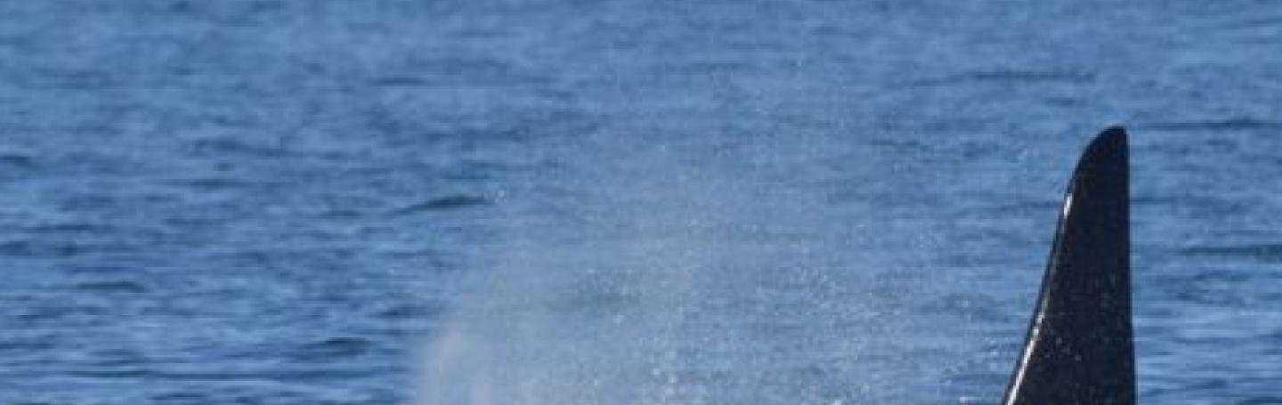 Transient Orcas traveling near Lopez Island