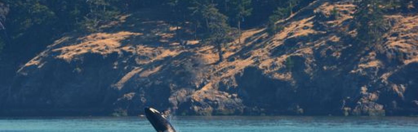Transient Orca Swim in the Morning
