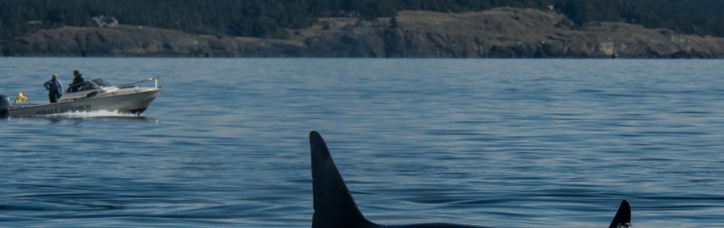 Multiple families of Orcas in Salmon Bank Bigg's Killer Whales South of San Juan Island