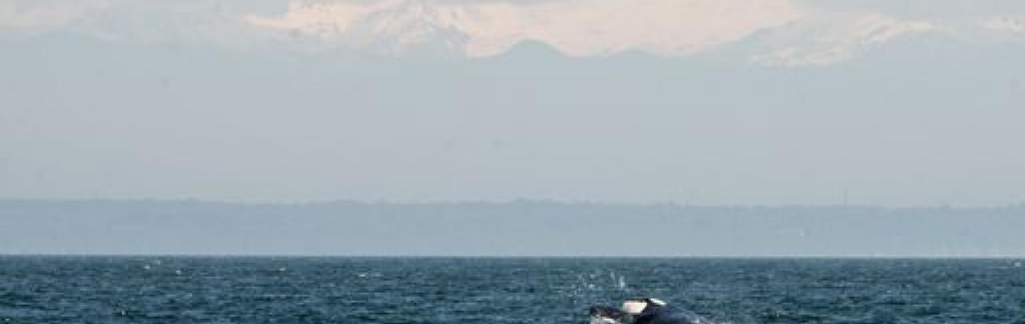 Transient Orca Breaching Bigg's Killer Whales in Strait of Juan de Fuca