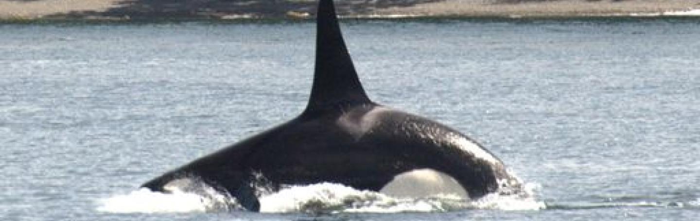 Southern Resident Killer Whales Pay A Visit Southern Resident Killer Whales Swim into the Salish Sea