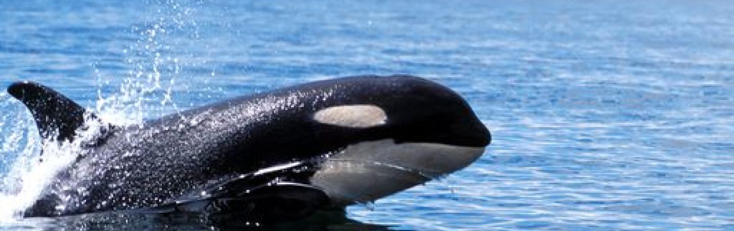 J Pod Visits the West Side Southern Resident Killer Whales Swim San Juan Island