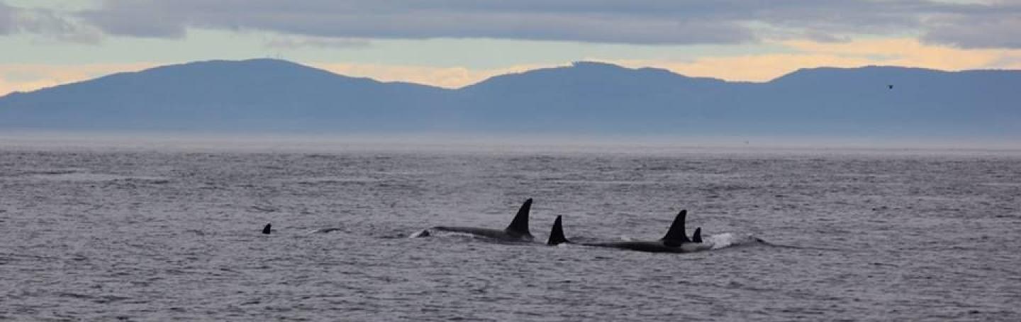 Bigg's Killer Whales Bigg's Killer Whales
