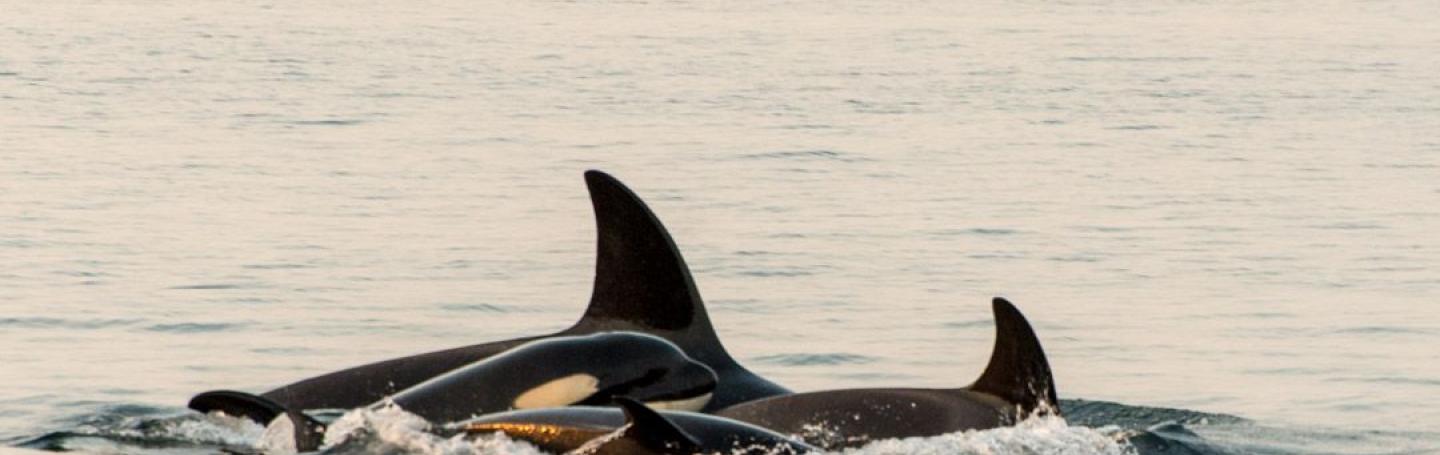 Bigg's Killer Whales Bigg's Killer Whales
