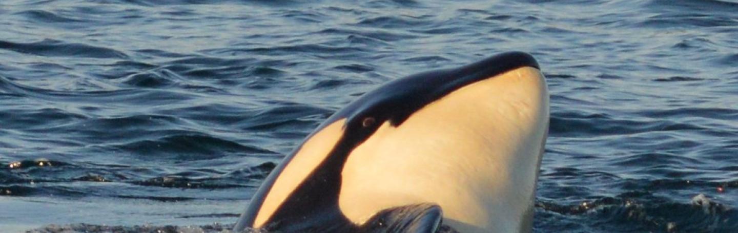 Orca Spy Hop Orca Spy Hop