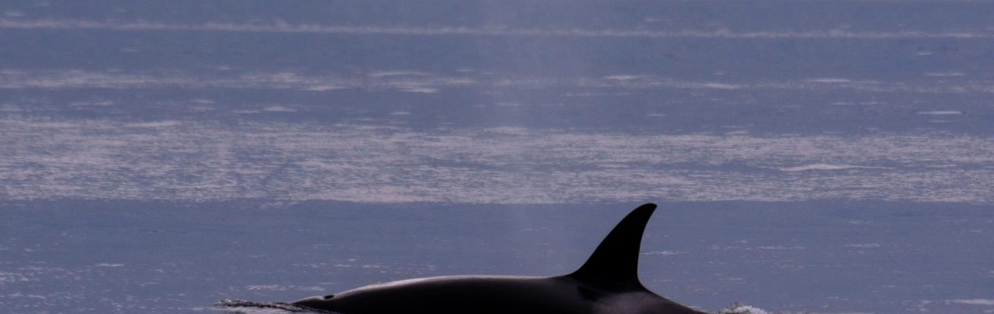Bigg's Killer Whale Bigg's Killer Whale