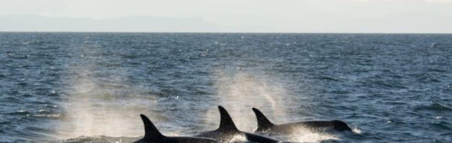 Quickly moving transient orcas Bigg's Killer Whales Porpoising