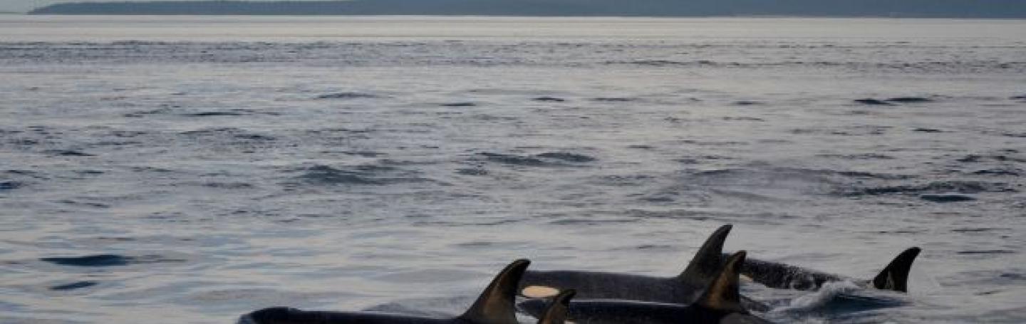 transient killer whales biggs killer whales