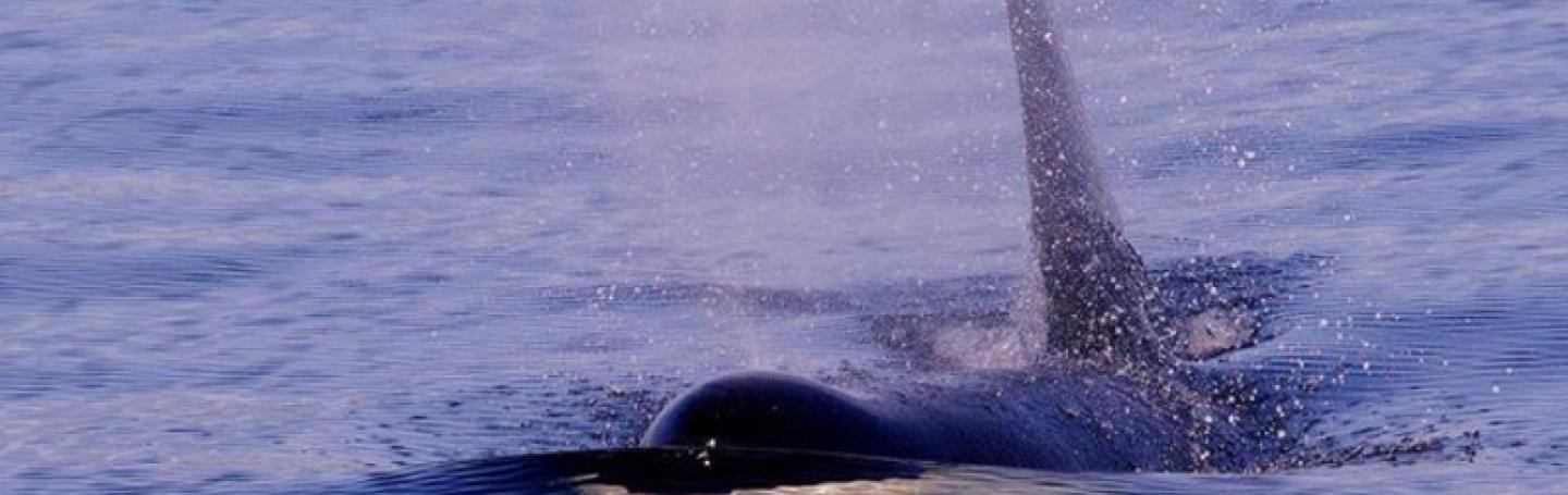 2 Bigg's Killer Whales Surfacing Right Near Boat Transient Orcas traveling near Orcas Island