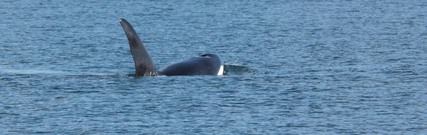 Transient Orcas traveling together Bigg's Killer Whale Family near Discovery Island