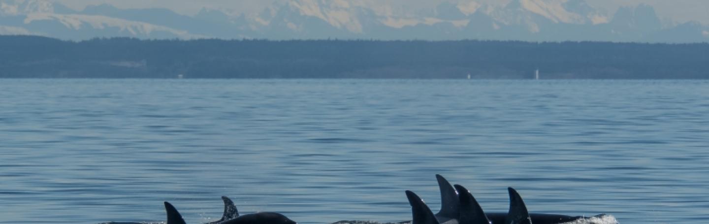 Transient Killer Whales near Spieden Island
