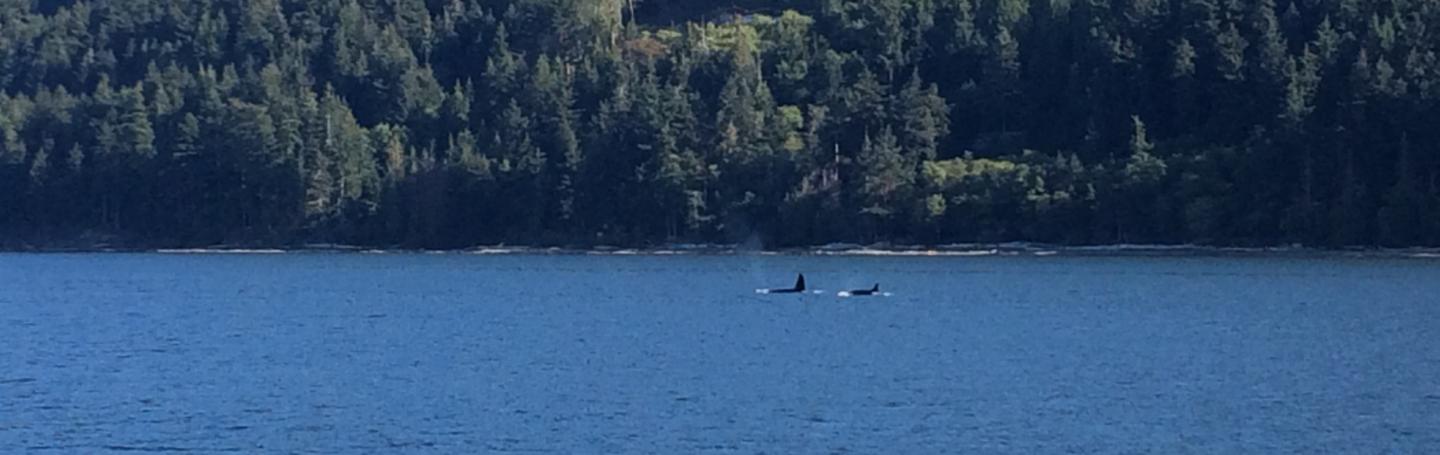 Orcas Passing Saturna Island