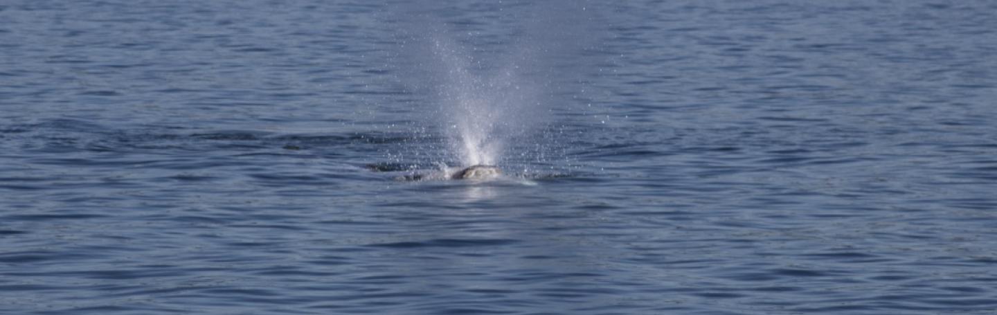 A young Grey Whale feeds close to the eastern shore of Whidbey Island Grey Whale