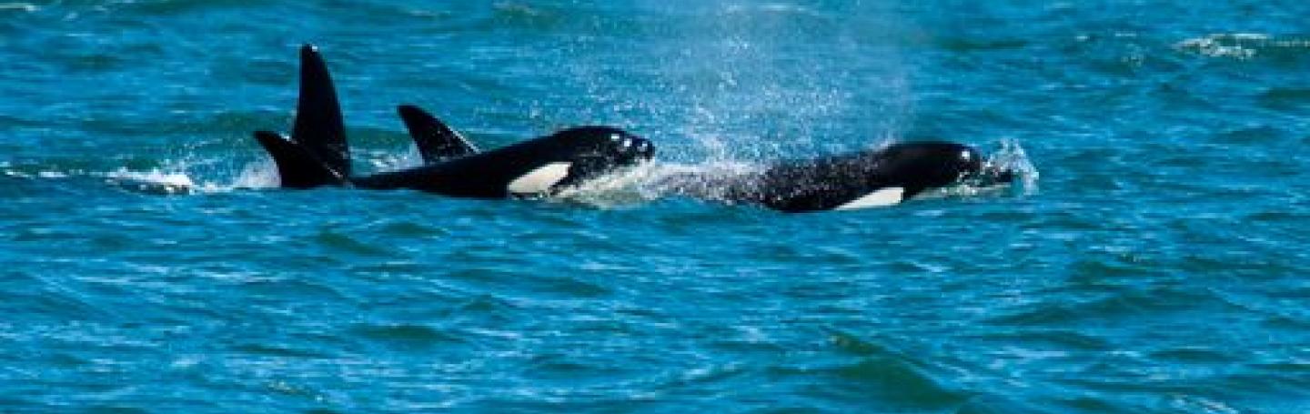 Bigg's Killer Whales porpoising through the Rosario Strait Orcas traveling through the Salish Sea with Big Swells