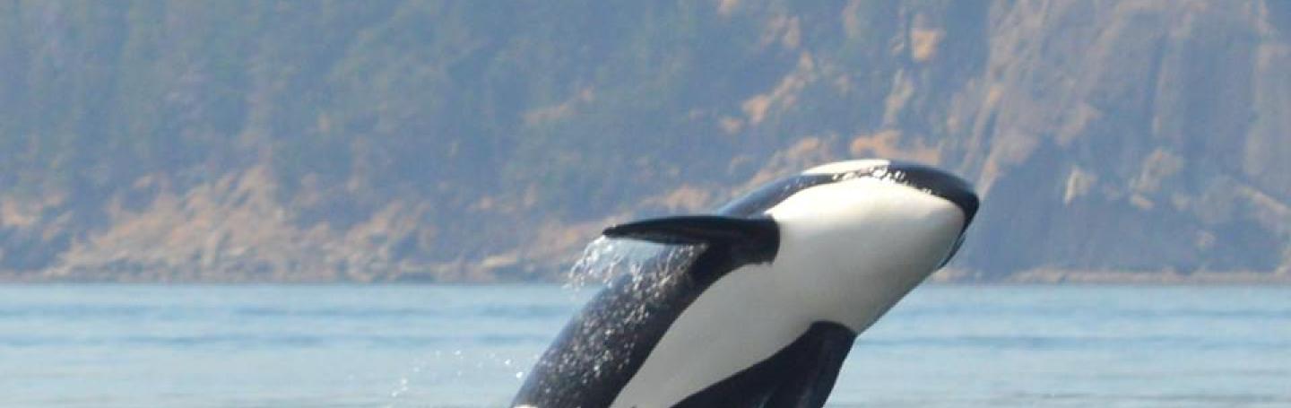 SRWK breach Southern Resident Orca Breach near San Juan Island