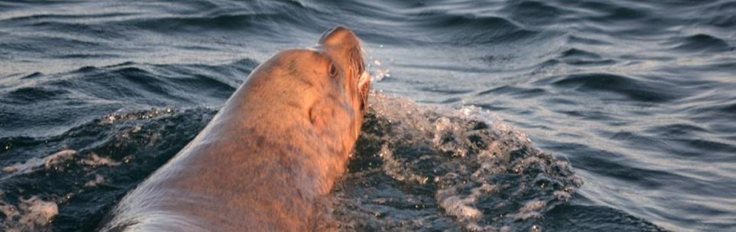Steller Sea Lion Swimming in the Salish Sea Male Steller Sea Lion