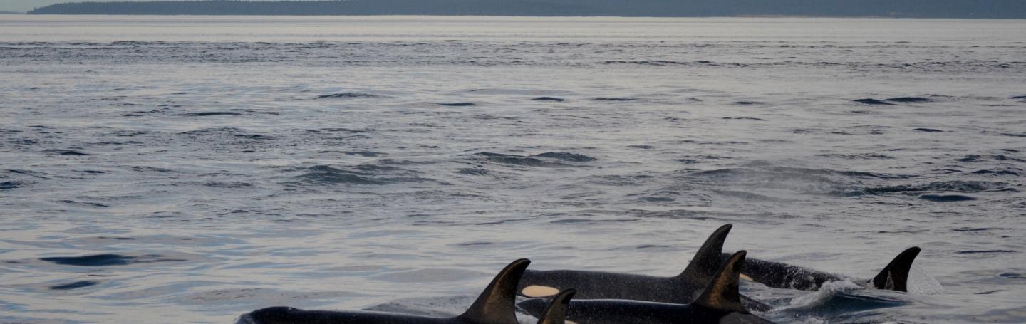 Orca Whales with Mt. Baker at Sunset Killer whales with Mt. Baker