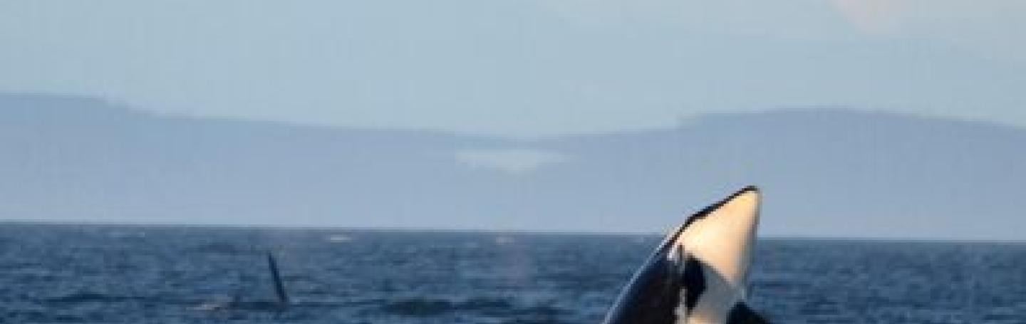 Orcas near Sooke, BC